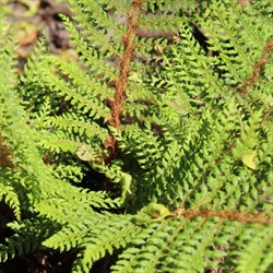 Picture of Soft Shield Fern 'Herrenhausen'