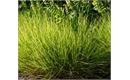 Picture of Autumn Moor Grass