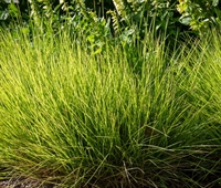 Picture of Autumn Moor Grass