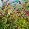Picture of Hardy Geranium ‘Samobor’