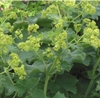 Picture of Lady's Mantle