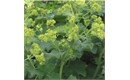Picture of Lady's Mantle