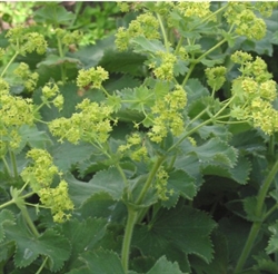 Picture of Lady's Mantle
