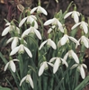 Picture of Snowdrops Bulbs in the Green