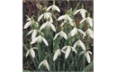 Picture of Single Snowdrops Bulbs in the Green