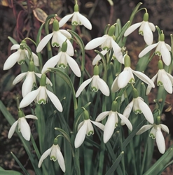 Picture of Single Snowdrops Bulbs in the Green