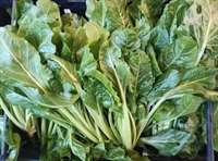 Picture of Perpetual Spinach