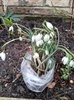 Picture of Snowdrops Bulbs in the Green