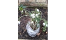 Picture of Snowdrops Bulbs in the Green
