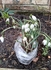 Snowdrops Bulbs in the Green