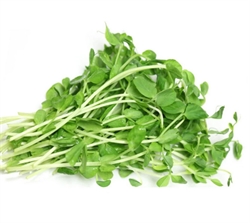 Picture of Cut Pea Shoots Tendril
