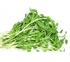 Cut Pea Shoots Tendril