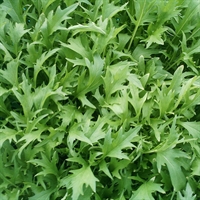 Picture of Mizuna Leaves