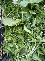 Picture of Mustard Leaves