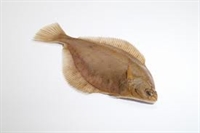 Picture of Whole Dabs