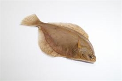 Picture of Whole Dabs