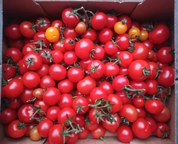 Picture of Red Salad Tomatoes