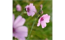 Picture of Althaea cannabina