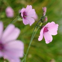 Picture of Althaea cannabina