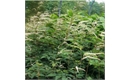 Picture of Aruncus ‘Horatio’