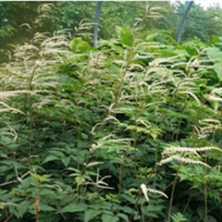 Picture of Aruncus ‘Horatio’