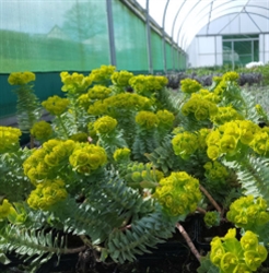 Picture of Euphorbia myrsinites