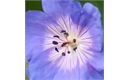Picture of Geranium Rozanne