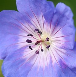 Picture of Geranium Rozanne