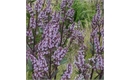 Picture of Nepeta Romany Dusk