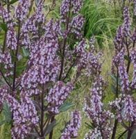 Picture of Nepeta Romany Dusk