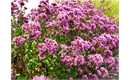 Picture of Origanum Rosenkuppel