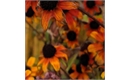 Picture of Rudbeckia triloba ‘Prairie Glow’