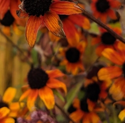 Picture of Rudbeckia triloba ‘Prairie Glow’