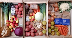 Picture of Staples Box Large