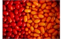 Picture of Miixed Baby Plum Tomatoes