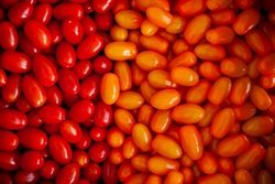 Picture of Miixed Baby Plum Tomatoes