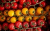 Picture of Rainbow Cocktail Vine Tomatoes