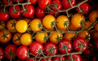 Picture of Rainbow Cocktail Vine Tomatoes