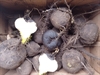 Picture of Black Spanish Radishes