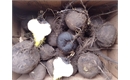 Picture of Black Spanish Radishes