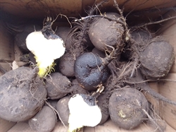 Picture of Black Spanish Radishes