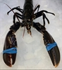 Picture of Cornish Lobster