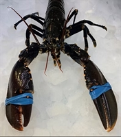 Picture of Cornish Lobster