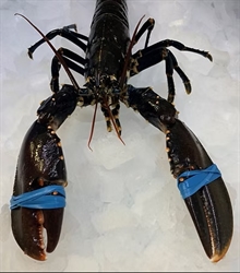 Picture of Cornish Lobster
