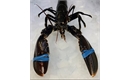 Picture of Cornish Lobster