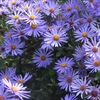 Picture of Aster x frikartii ‘Monch’
