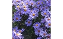 Picture of Aster x frikartii ‘Monch’