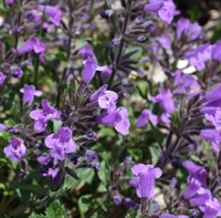 Picture of Calamintha nepeta ‘Blue Cloud’