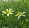 Picture of Coreopsis verticillata ‘Moonbeam’