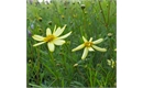 Picture of Coreopsis verticillata ‘Moonbeam’